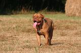 DOGUE DE BORDEAUX 383